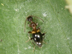 Anthelephila bramina