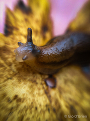 Arion fasciatus