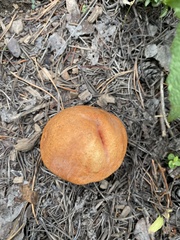 Leccinum insigne