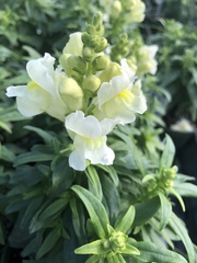 Antirrhinum
