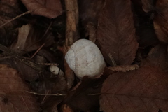 Helix pomatia