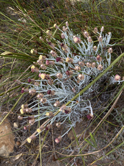 Syncarpha gnaphaloides