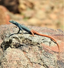 Platysaurus attenboroughi