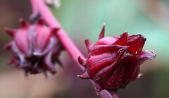 Hibiscus sabdariffa