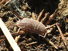 Porcellionides elegans