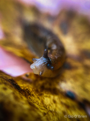 Arion fasciatus