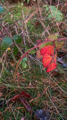 Rubus idaeus