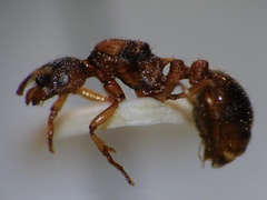 Myrmica bibikoffi