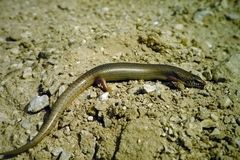 Chalcides ocellatus
