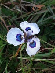 Moraea aristata