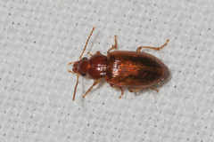 Bradycellus verbasci