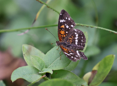 Anthanassa texana seminole