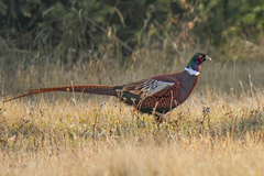 Phasianus colchicus mongolicus