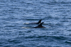 Grampus griseus