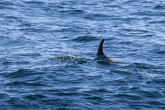 Grampus griseus