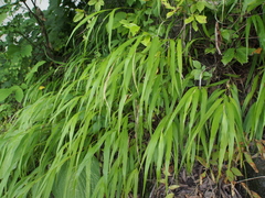 Hakonechloa macra