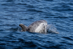 Grampus griseus