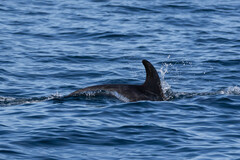 Grampus griseus