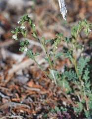 Phacelia affinis