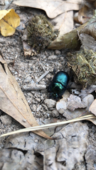 Geotrupes splendidus