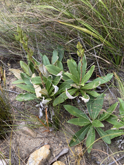 Berkheya herbacea