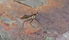 Telostylinus lineolatus