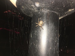 Larinioides cornutus