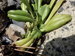Lysimachia mauritiana