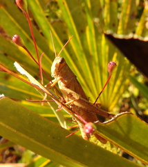 Schistocerca rubiginosa