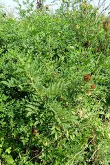 Glycyrrhiza echinata