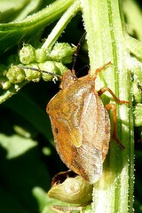 Carpocoris melanocerus