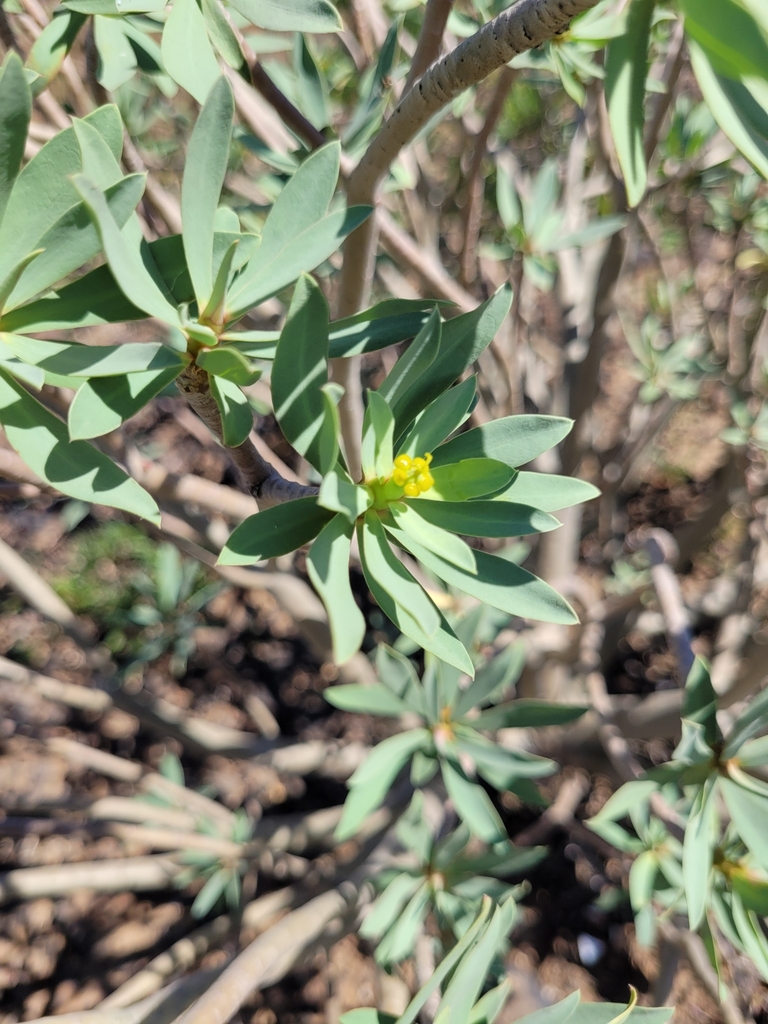 Euphorbia balsamifera Aiton 2