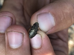 Chrysobothris femorata