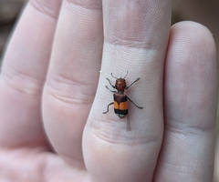 Enoclerus ichneumoneus