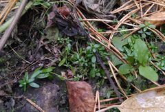 Callitriche palustris