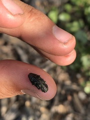 Chrysobothris femorata