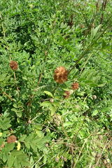 Glycyrrhiza echinata