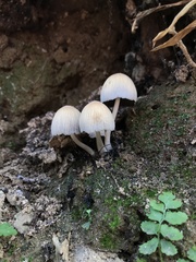 Coprinellus disseminatus