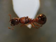 Myrmica bibikoffi