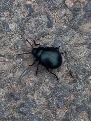 Timarcha tenebricosa