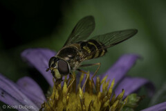 Dasysyrphus intrudens
