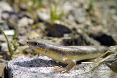 Eumeces schneiderii