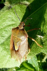 Carpocoris melanocerus