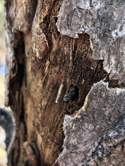 Chrysobothris femorata