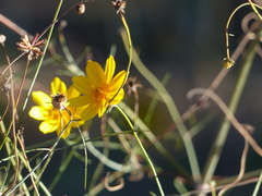 Thelesperma filifolium
