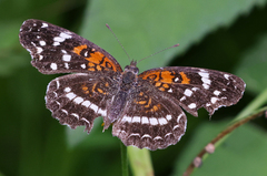 Anthanassa texana seminole