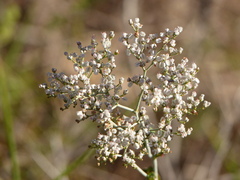 Eriogonum multiflorum