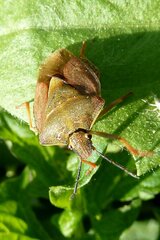 Carpocoris melanocerus