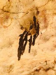 Ropalidia revolutionalis