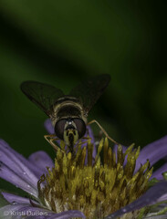 Dasysyrphus intrudens